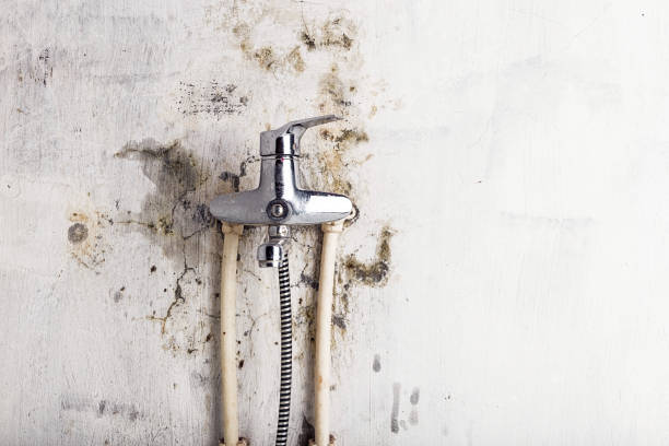 Best Commercial Mold Remediation in Rm Beach, WA