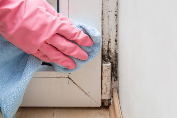 Best Localized Mold Remediation (e.g., coastal areas, humid climates) in Rm Beach, WA